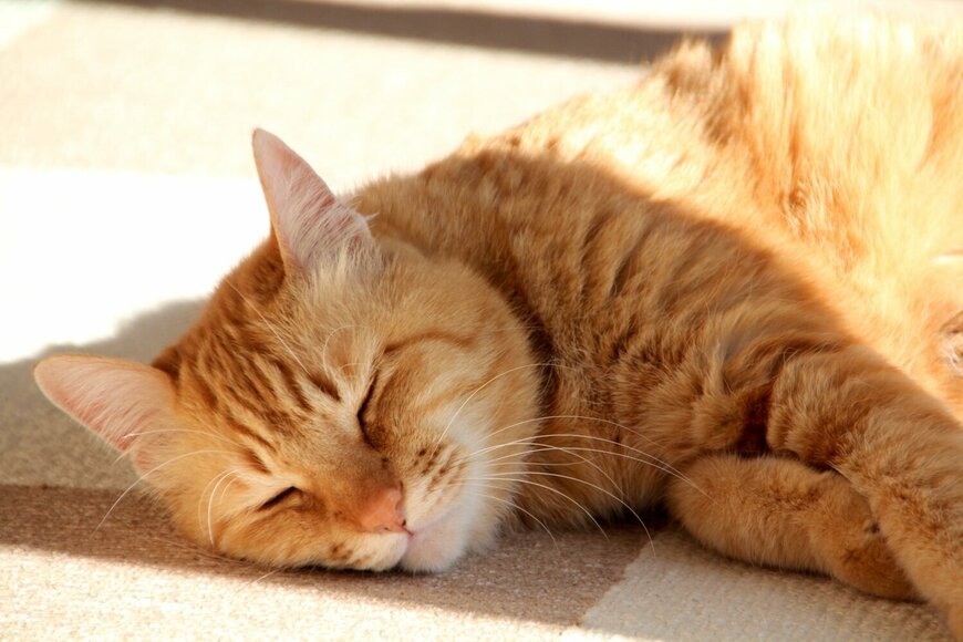 出所：@Adonis_Beginner