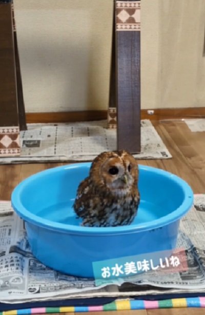 出所:@mori_luna_tawny_owl