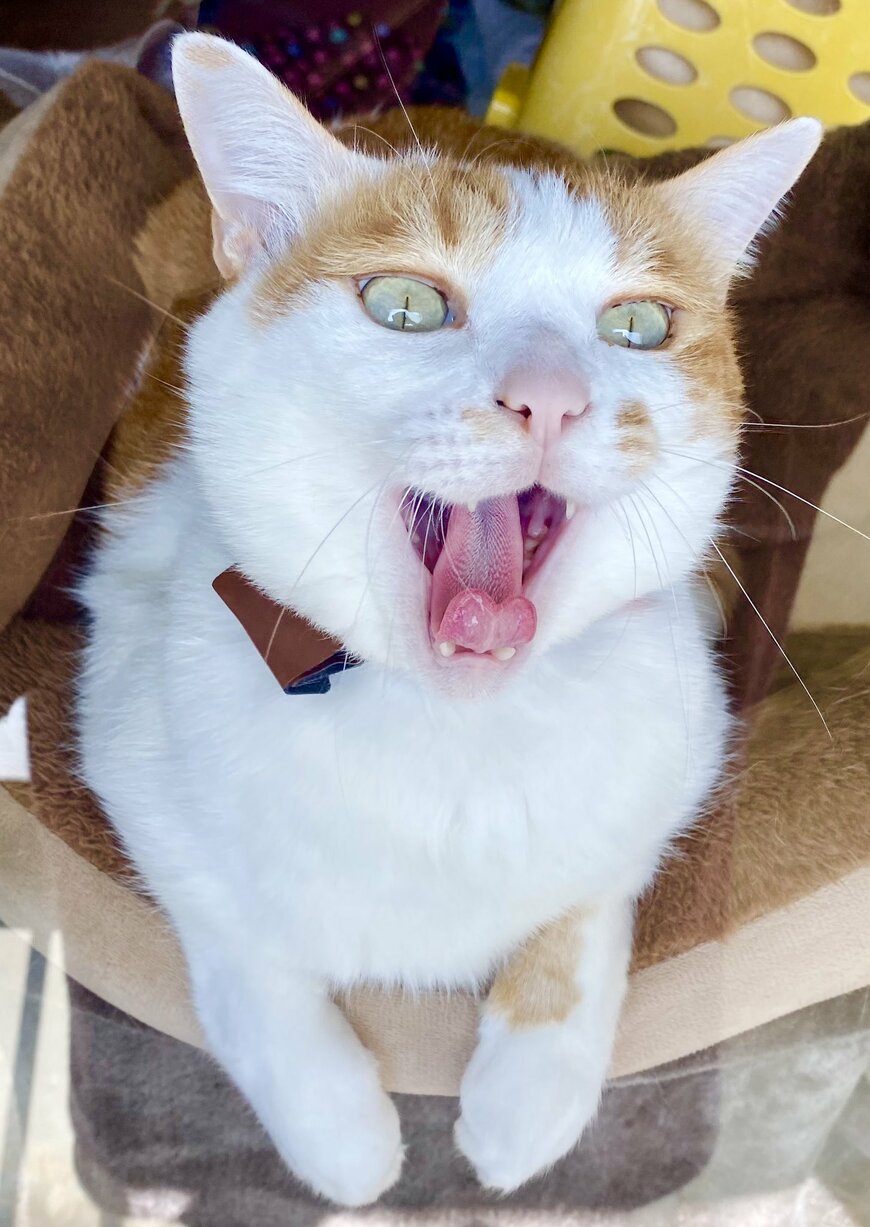 出所：@luna7taka9