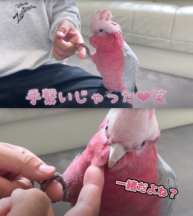 出所：@anz_omomiri