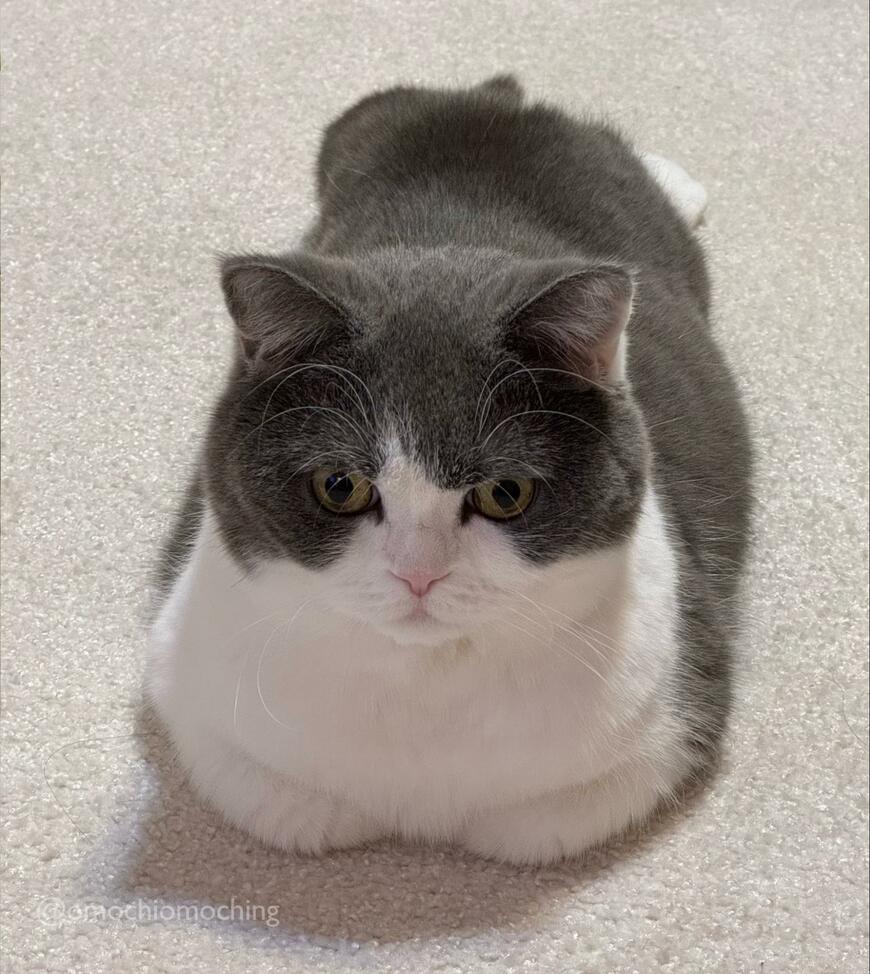 出所：@omochiomoching