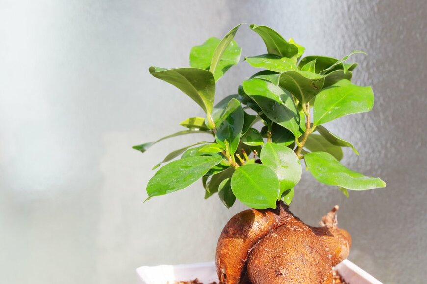 ガジュマル（patchii/Shutterstock.com）