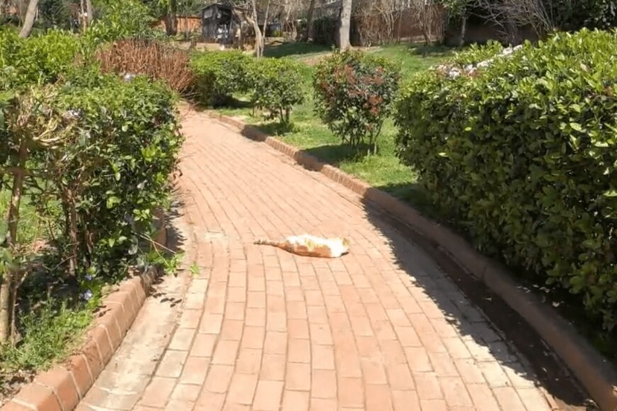 出所：@nekosanpoch