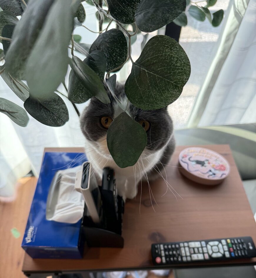 出所：@mog_cororincho