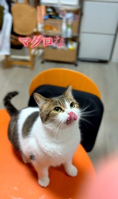 出所:@nikoandkotatorowasabi