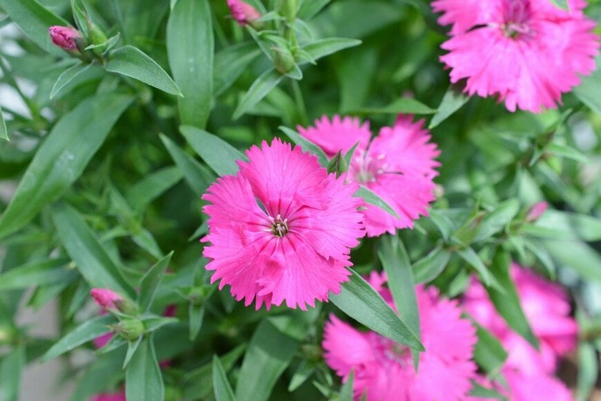 hongquang09/istockphoto.com