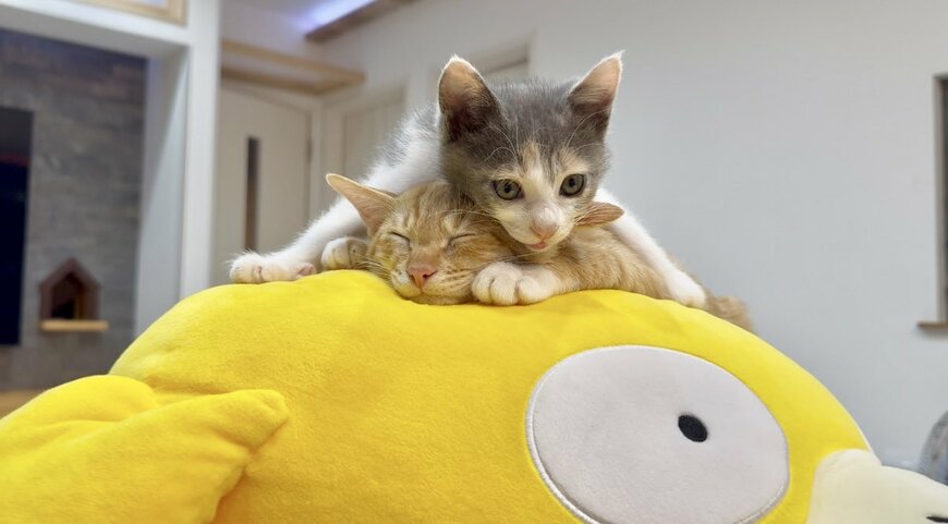 鏡餅になった2匹の子猫ちゃん！　猫ちゃんの表情の対比が可愛すぎてXで1.6万いいねの大反響