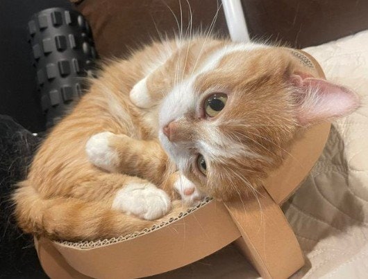 【二度見必至】前足に真っ白な靴下もようのある猫がリラックスすると→出現した「芸術作品」が話題