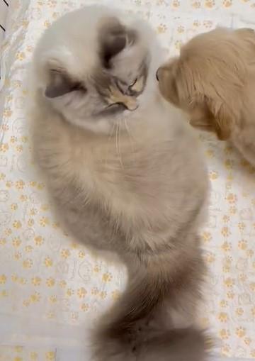 出所：@pu_channeldesu