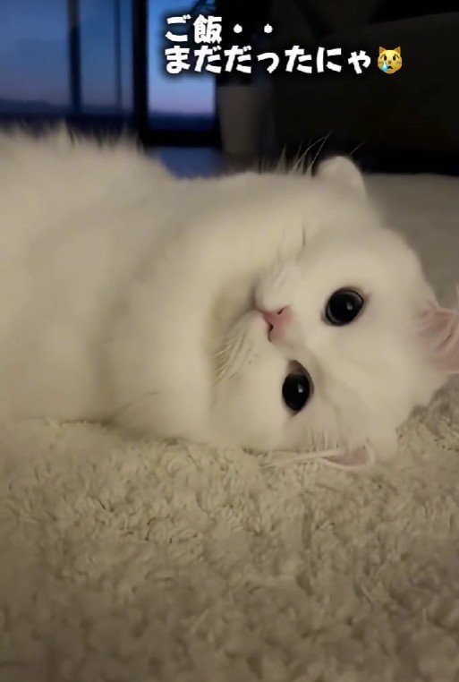 出所：@kochika222