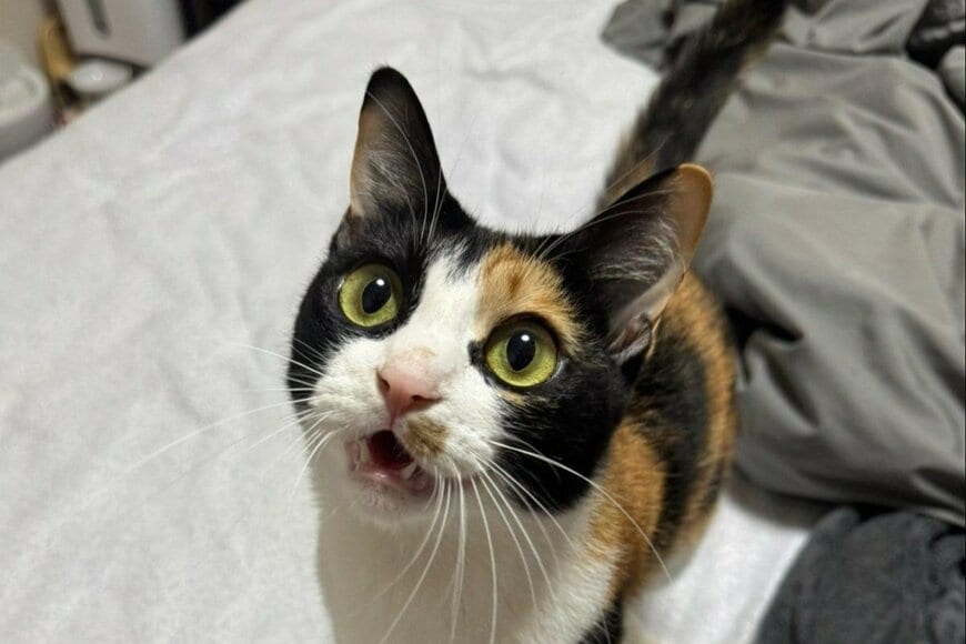 好奇心旺盛な猫ちゃんが寝そべる姿を見ると→かわいすぎる「ホラー展開」に思わず頬が緩む