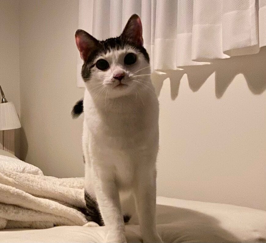 出所：@Saeroyi_cat