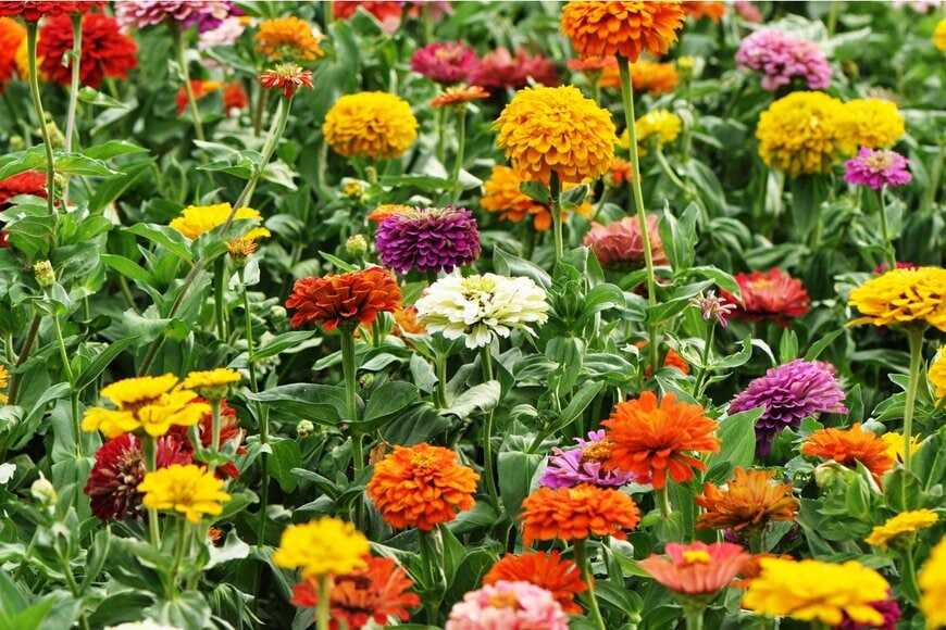 Dewi Cahyaningrum/Shutterstock.com