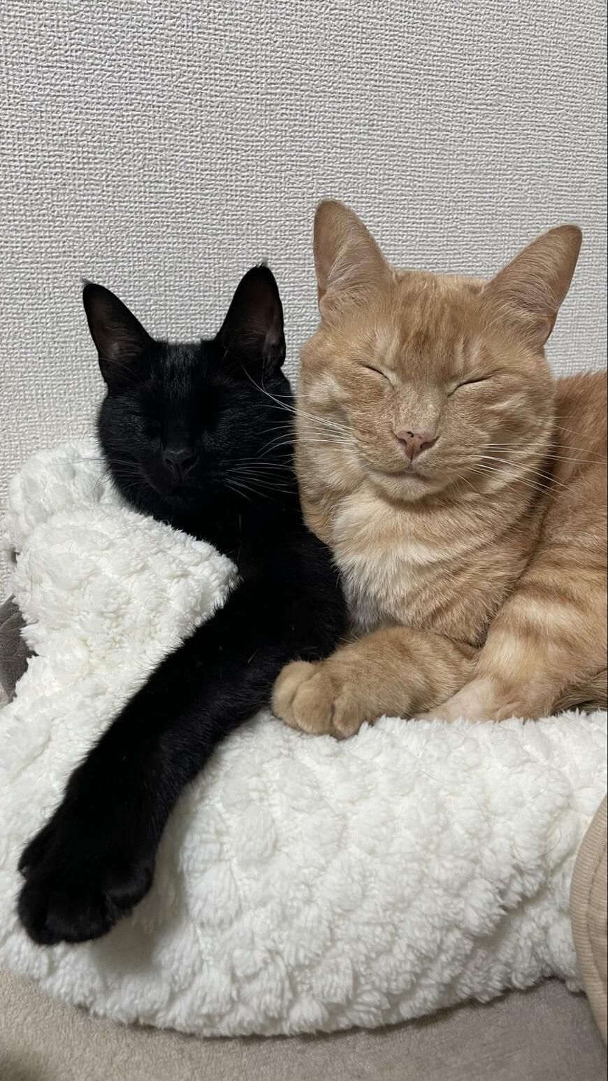 出所：＠Teagle_Noir