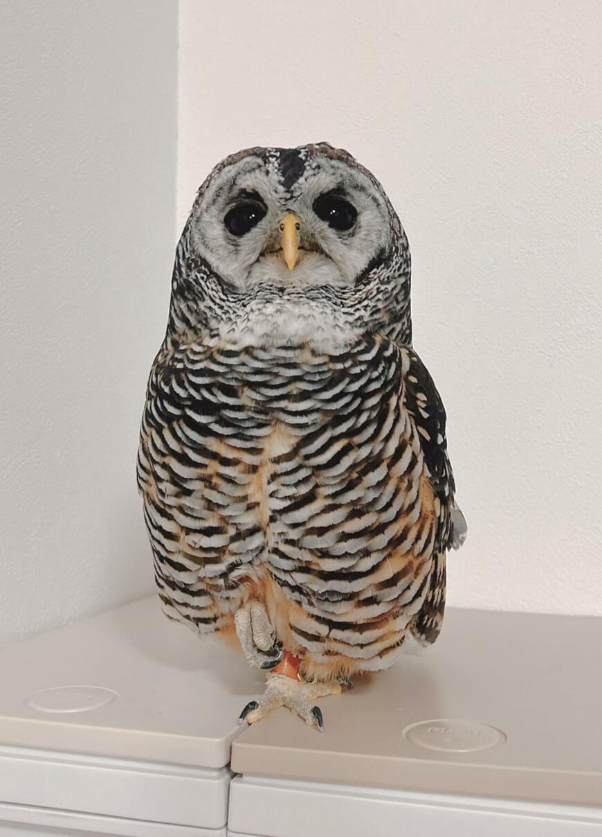 【あんよがかわいいフクロウ】するどい爪がチラリ！サービスショットに思わずニッコリ