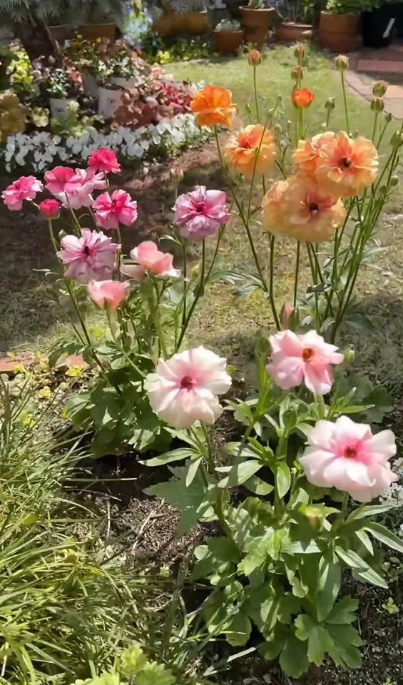 @mappysgarden