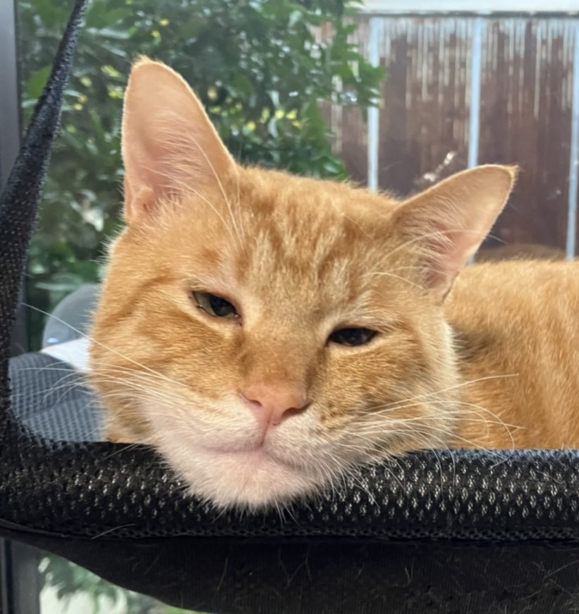 出所：@Beercat_Ana_Dar