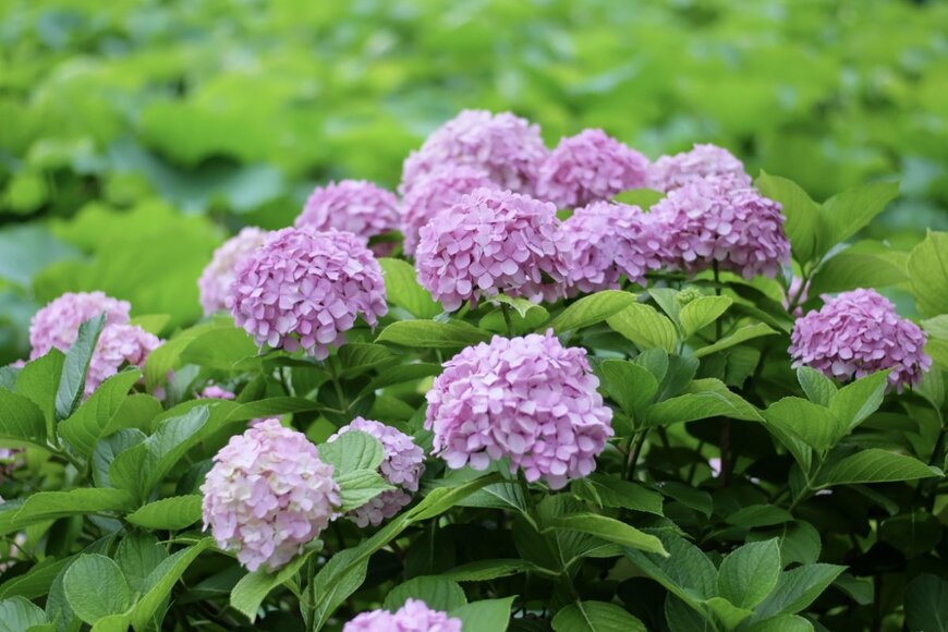 Aunyaluck/shutterstock.com