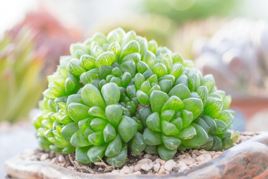 JIAN YI LIU/istockphoto.com