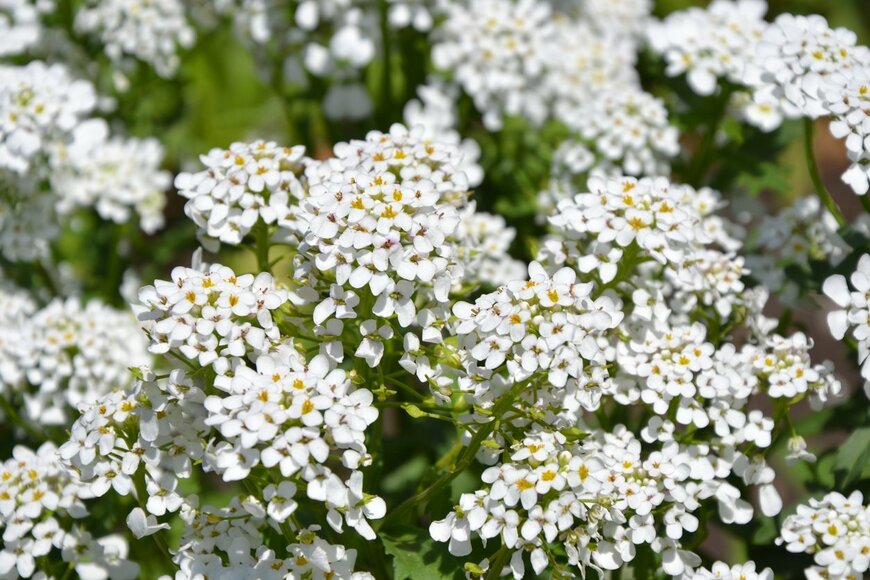 ADELART/istockphoto.com