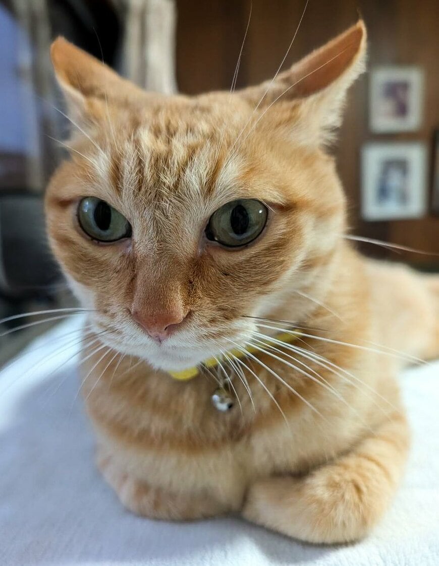 茶トラの毛並みが美しい猫 「起きたか」寝起きの飼い主さんを見下ろす迫力の表情が笑える