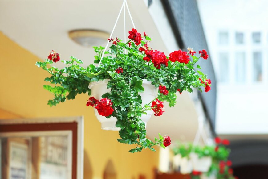 Olena Zaskochenko/shutterstock.com