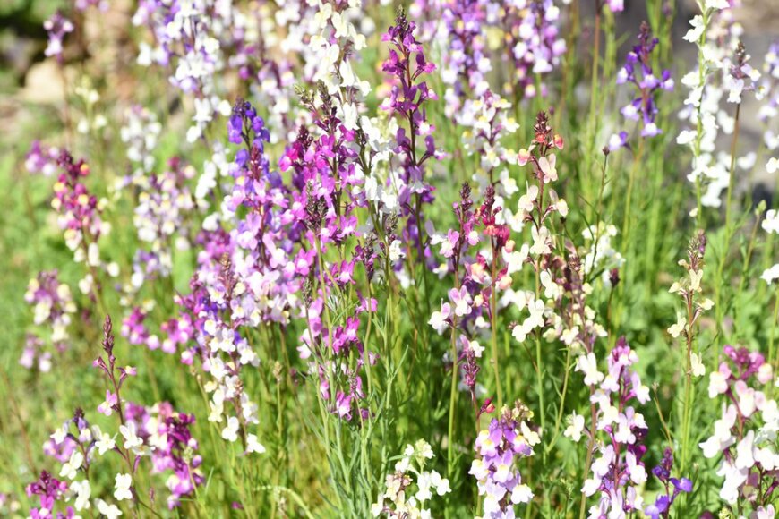 tamu1500/shutterstock.com