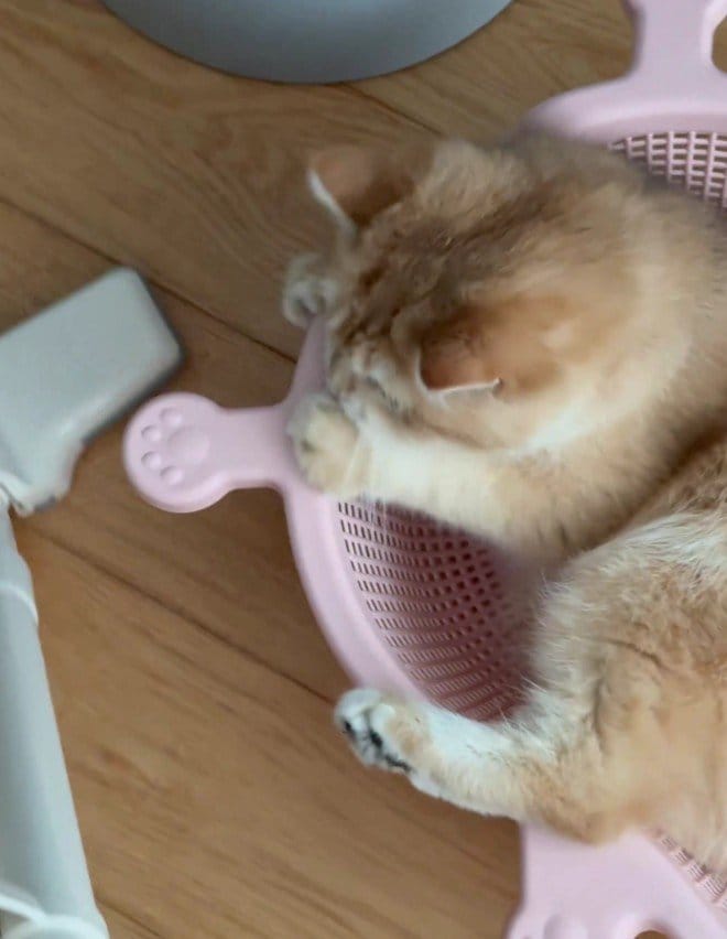 【掃除機の排気に大興奮！】風を捕まえたい猫ちゃん→無邪気すぎる姿にほっこり癒される