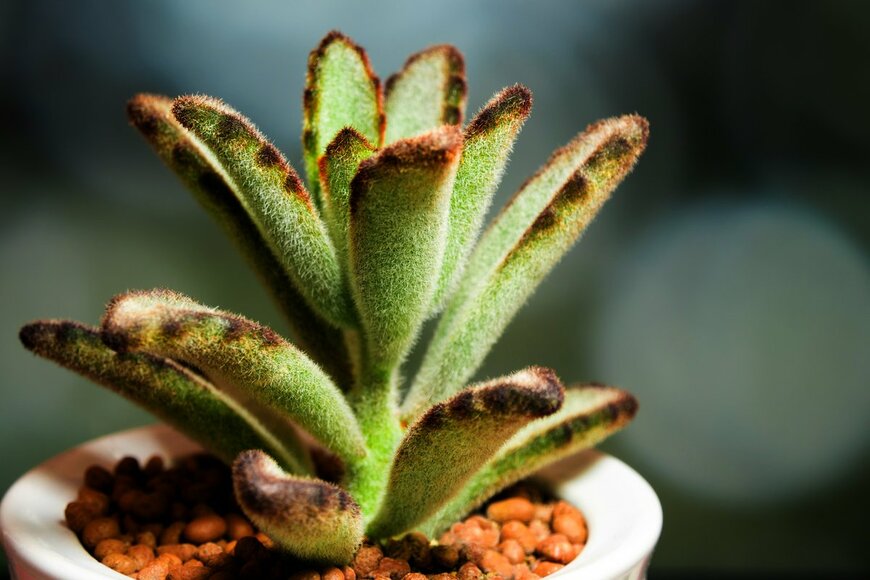 Satakorn/shutterstock.com