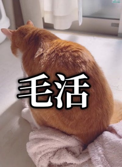 出所：@miko_nekoneko