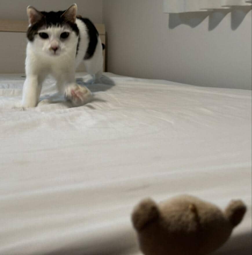 出所：@Saeroyi_cat