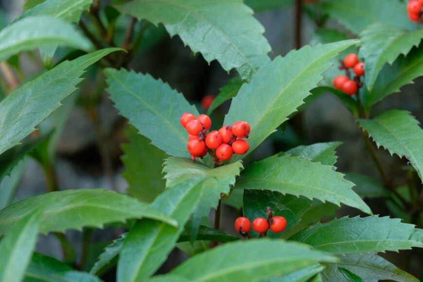 shepherdsatellite/shutterstock.com