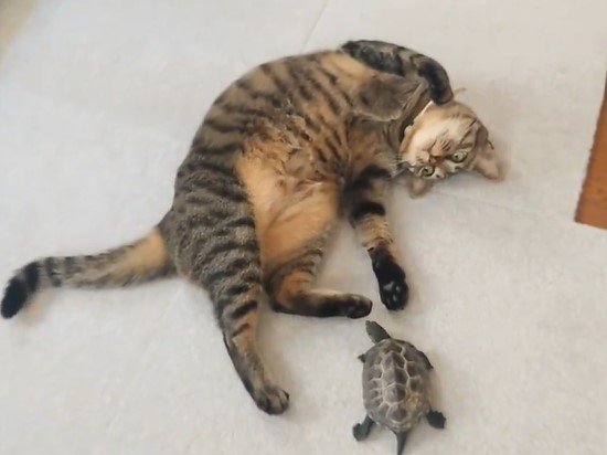 出所：@Mh0MLiErcV8E97C