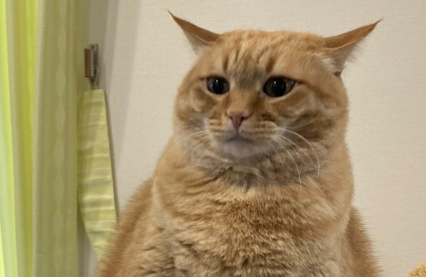 出所：@kagisuzu0531