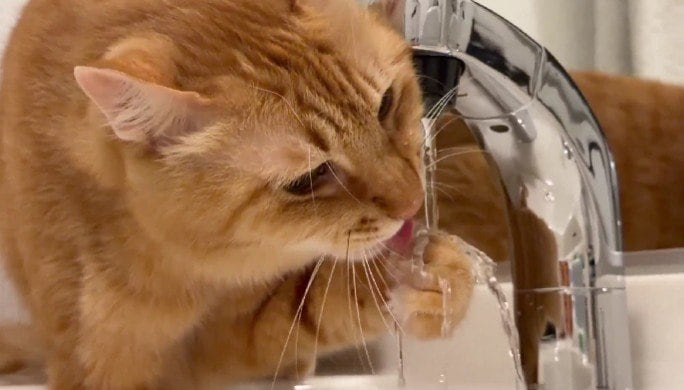 出所：@Adonis_Beginner