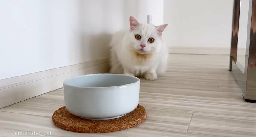 出所：@meltube_cat