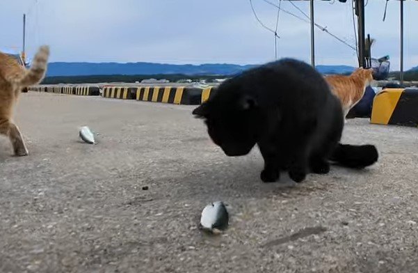 出所：@ImpressedCatVideo