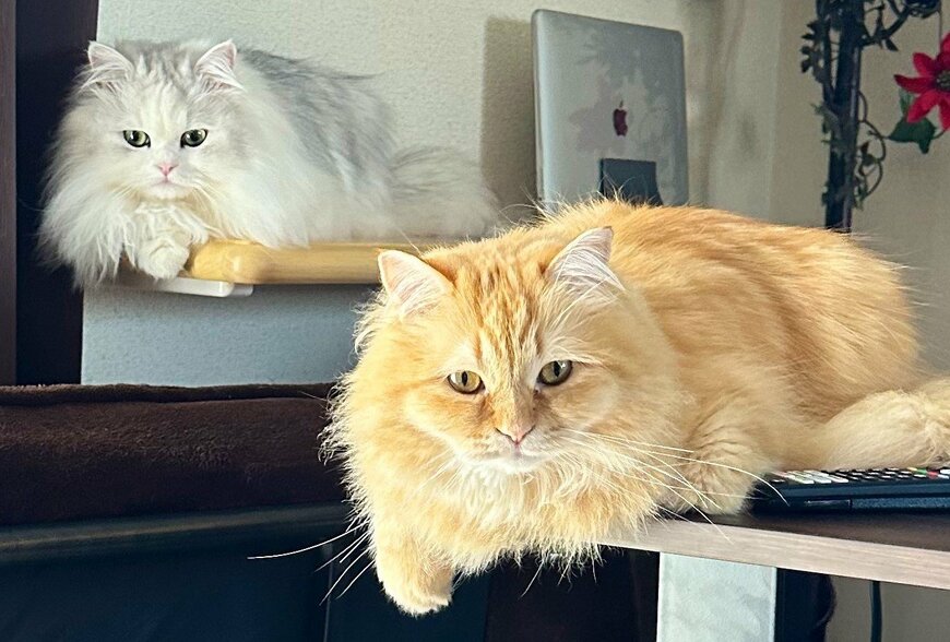 出所：@NEKOLAND13