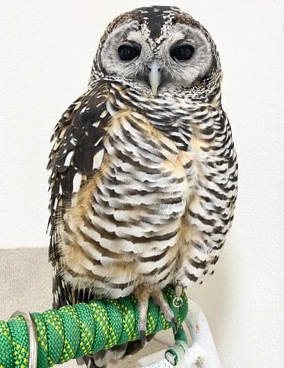 出所：@chacoowl1072