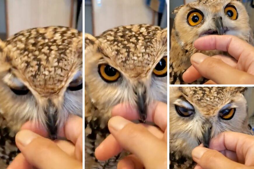 出所：@NORIKO_Rye