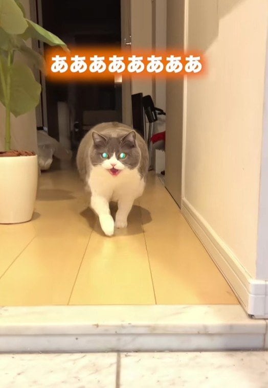 【猫のお出迎え】まん丸おしりで「のび〜」とする姿に悶絶！「食べられちゃう」「可愛い」の声