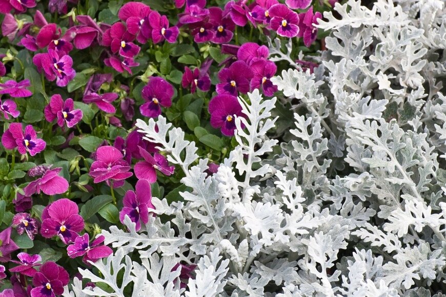 パンジー×シロタエギク　Teresatky/istockphoto.com