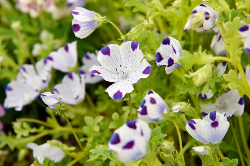 ネモフィラ・マクラータ（Imagepocket/Shutterstock.com）