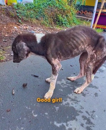 路上で生きる【痩せ細った野良犬】を救助→回復し、【体重も2倍】となった姿に感動