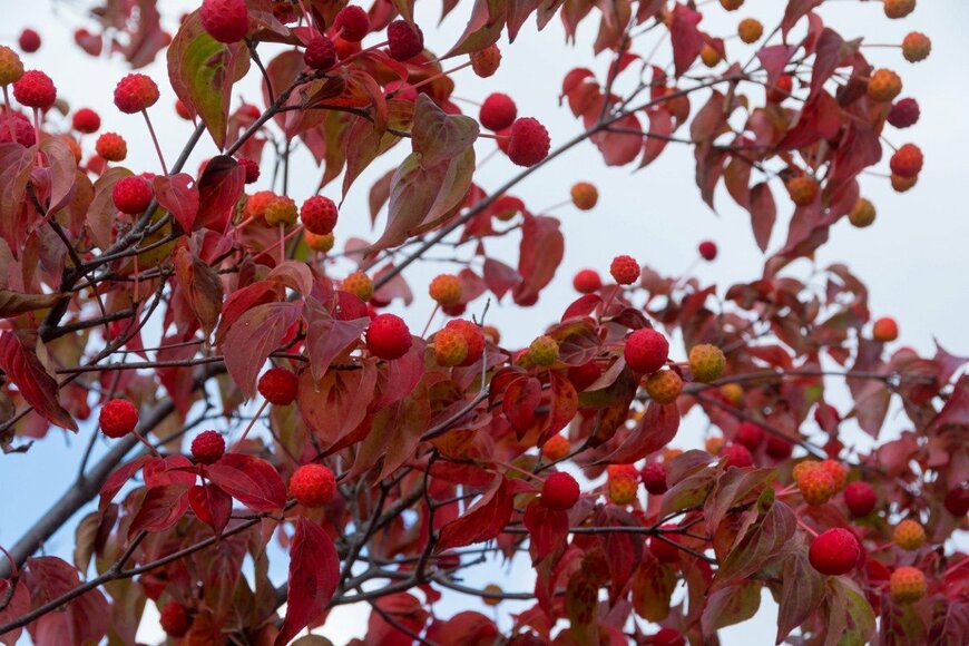 【ガーデニング】赤く艶やかに色づく〈シンボルツリー8選〉なら紅葉を庭で楽しめる