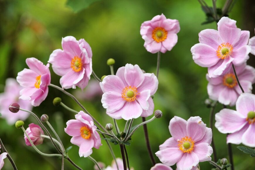 ピンクのシュウメイギクの花