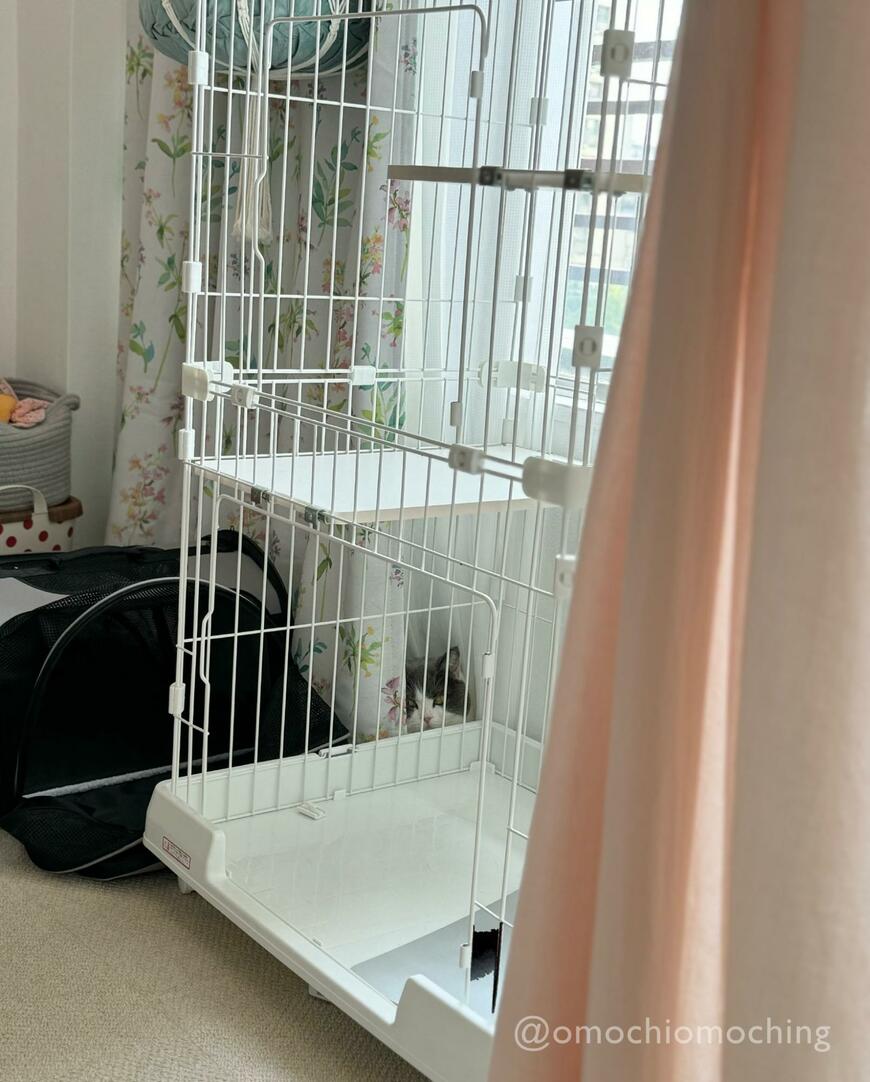 かくれんぼの猫