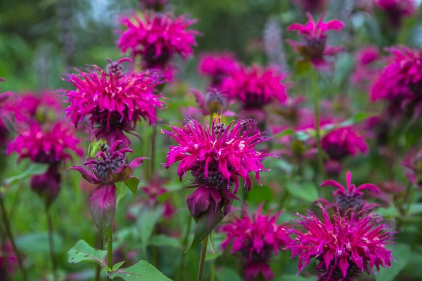 モナルダの花。色は赤。