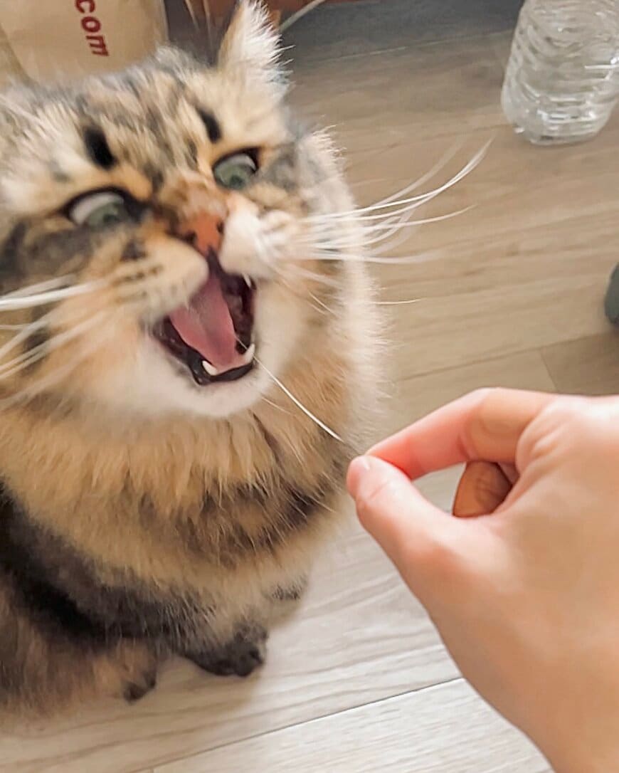 迫力満点な表情に一変した猫