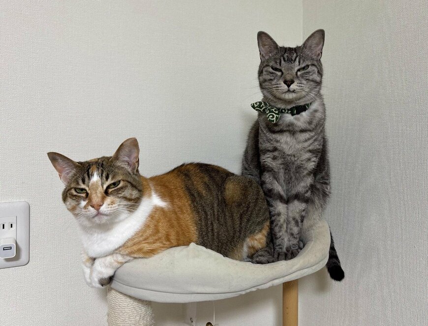 キャットタワーの上で不満げな表情を見せる2匹